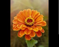User Profile: orangeflower5129