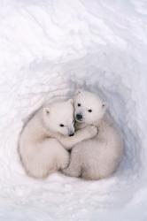 User Profile: polarhheart