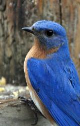 User Profile: BlueBird81