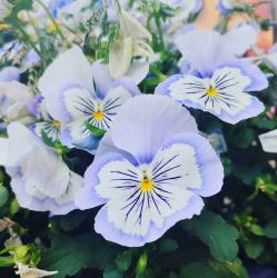 User Profile: OPrimaDonna
