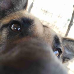 User Profile: BrunoTheDog