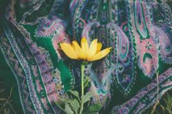User Profile: Reyofsunshine