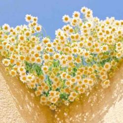 User Profile: watermelooon