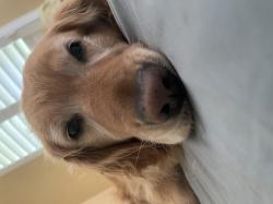 User Profile: PeiPei00