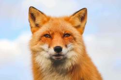 User Profile: LittleFox83
