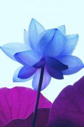 User Profile: 123julia456
