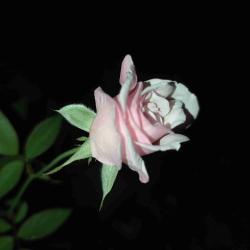 User Profile: amelya999
