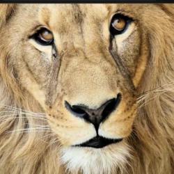 User Profile: Leo7877