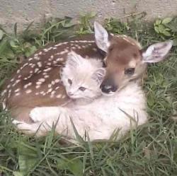 User Profile: FawnTheFairy