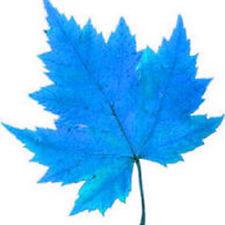 User Profile: blueMaple1022