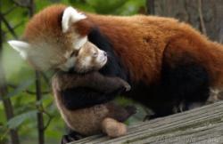User Profile: shyredpanda