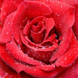 User Profile: cupiddeluxe