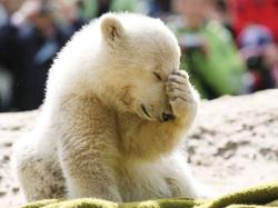 User Profile: Polarbear2342