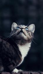 User Profile: animallib