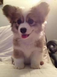 User Profile: blissfulcrystal