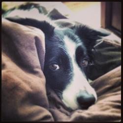 User Profile: BorderCarlie