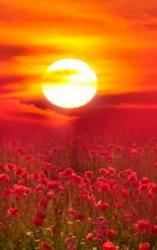User Profile: RadiantRed