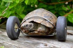 User Profile: compassionateTortoise