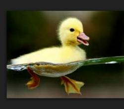User Profile: optimisticriver