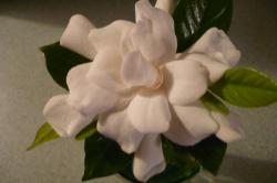 User Profile: CleopatraElizabethI