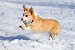 User Profile: corgistuff