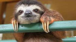 User Profile: almondsloth