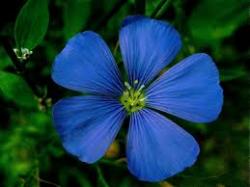 User Profile: Singleblue