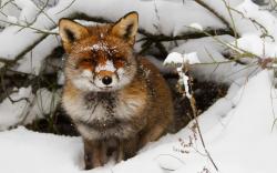 User Profile: TheSoftFox