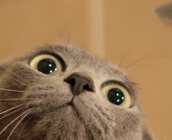User Profile: shoootingSTAR