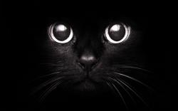 User Profile: funnylookingcat