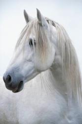 User Profile: lavenderBlackberry5675