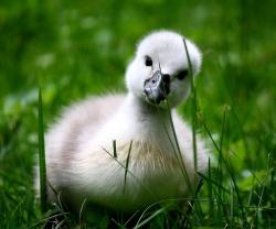 User Profile: Theuglyduck