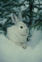 User Profile: snowbunny107