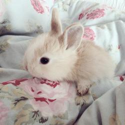 User Profile: peacheye