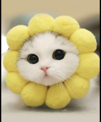 User Profile: DiligentSunflowerCat