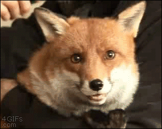 User Profile: Foxeh