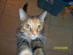 User Profile: OscarTheCat