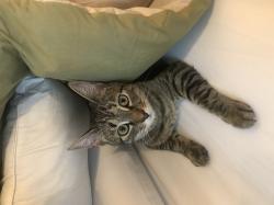 User Profile: sunnyKitten482