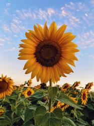 User Profile: sunflowerbunny