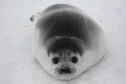 User Profile: rubberSeal222