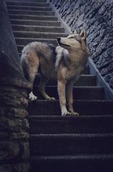 User Profile: imaginativeDog3772