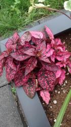 User Profile: PinkPolkaDotPlant
