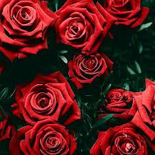 User Profile: navyCherry8235