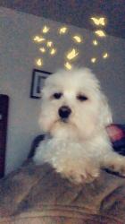 User Profile: willingBirch4992