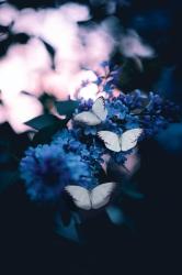User Profile: Twinkle77