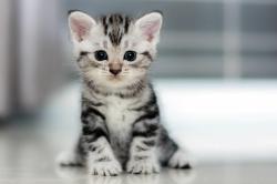 User Profile: InternationalCatLady