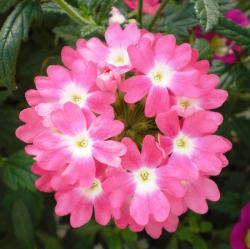 User Profile: verbena