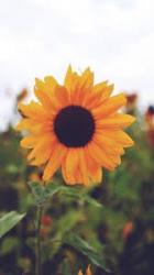 User Profile: SuspiciousSock135