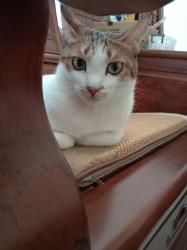 User Profile: MissOwl