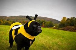 User Profile: LikeDreamingBackwards